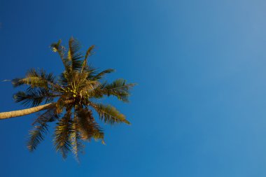 Mavi gökyüzüne karşı palmiye ağacı