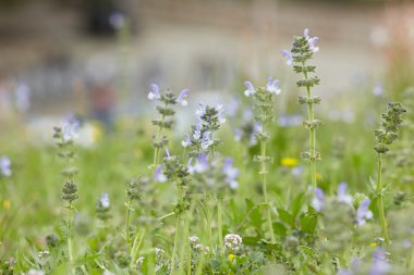 Sarı ve mor çayır çiçekler