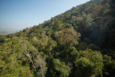 dağ yamacındaki ağaçlar