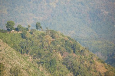 dağ yamacındaki ağaçlar