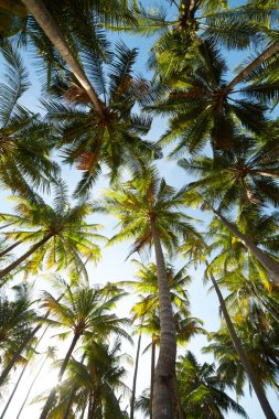 Mavi gökyüzüne karşı palmiye ağaçları