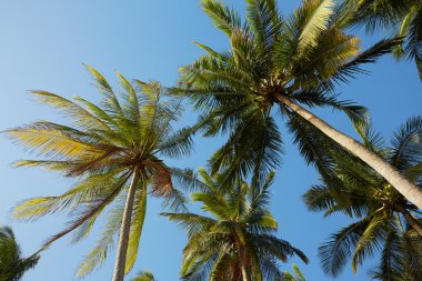 Mavi gökyüzüne karşı palmiye ağaçları