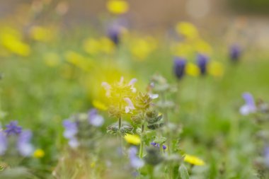 Sarı ve mor çayır çiçekler
