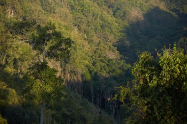 dağ yamacındaki ağaçlar