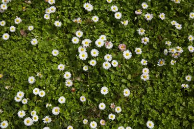 papatyalar İspanya çayırda