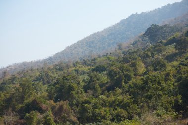 dağ yamacındaki ağaçlar