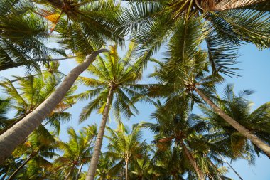 Mavi gökyüzüne karşı palmiye ağaçları