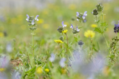 Sarı ve mor çayır çiçekler