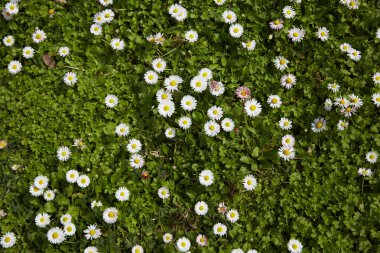 papatyalar İspanya çayırda