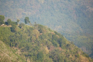 dağ yamacındaki ağaçlar