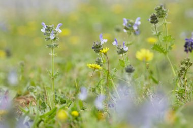 Sarı ve mor çayır çiçekler