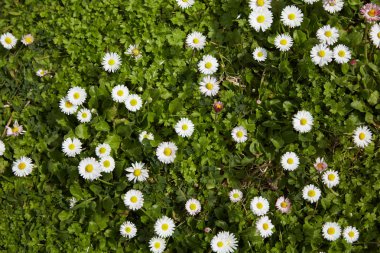 papatyalar İspanya çayırda