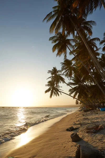 Palmeras contra la puesta de sol sobre el mar — Foto de Stock