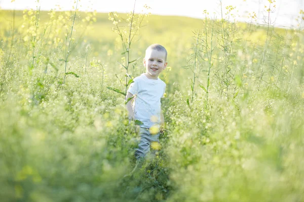 Boy v létě kvetoucí louka — Stock fotografie