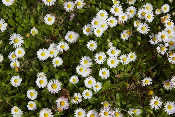 Madeliefjes in weide in Spanje — Stockfoto