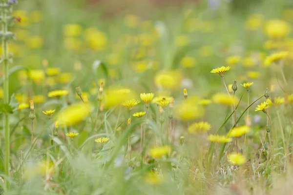 Желтые и фиолетовые луговые цветы — стоковое фото