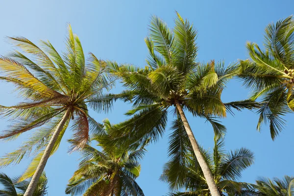 Palmy przeciwko błękitnemu niebu — Zdjęcie stockowe