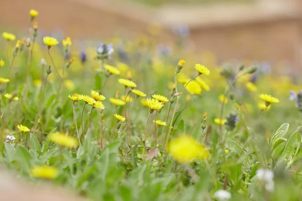 Geel en paars weide bloemen — Stockfoto