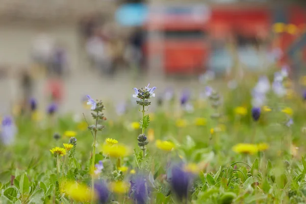 黄色と紫の草原の花 — ストック写真