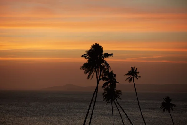 Palmiers contre le coucher du soleil sur la mer — Photo