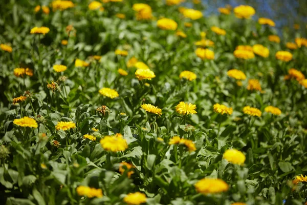 Gele weide bloemen in Vietnam — Stockfoto