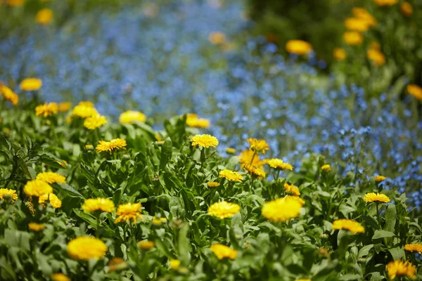 Flores prado amarelo no Vietnã — Fotografia de Stock