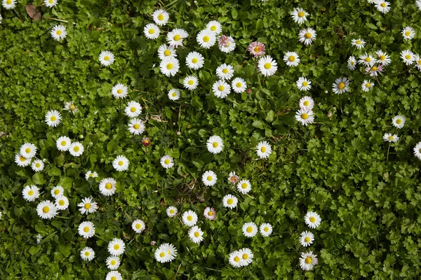 Margaridas no prado em Espanha — Fotografia de Stock