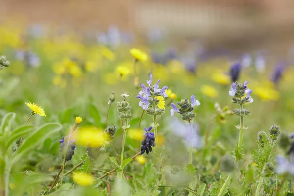 Geel en paars weide bloemen — Stockfoto