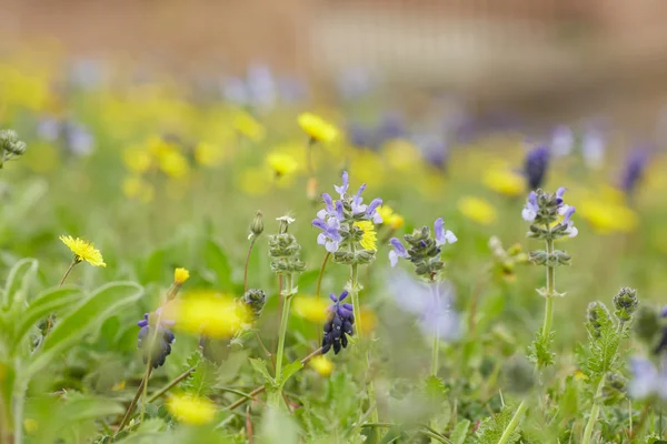 Geel en paars weide bloemen — Stockfoto