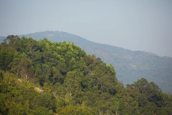 Dağ yamacındaki ağaçlar — Stok fotoğraf
