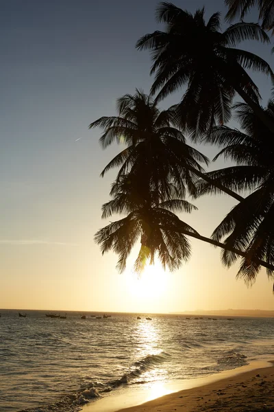 Palms against sunset over sea — Stock Photo, Image