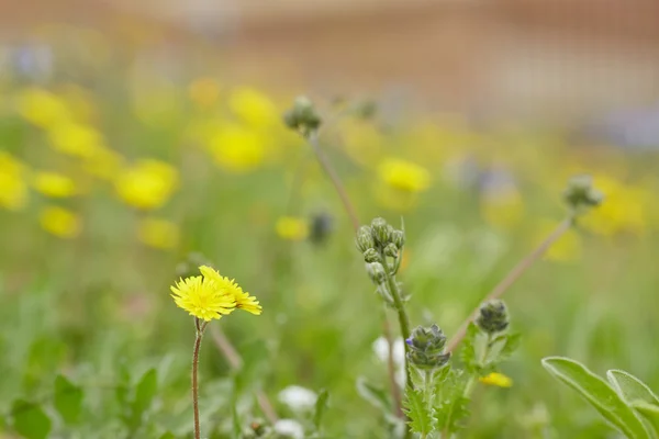 Flores de prado amarelo e roxo — Fotografia de Stock