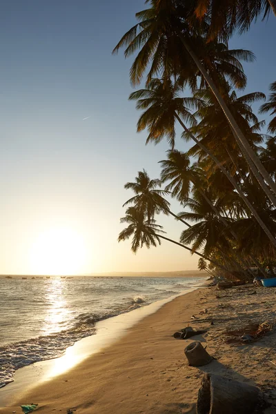 Palmeras contra la puesta de sol sobre el mar — Foto de Stock