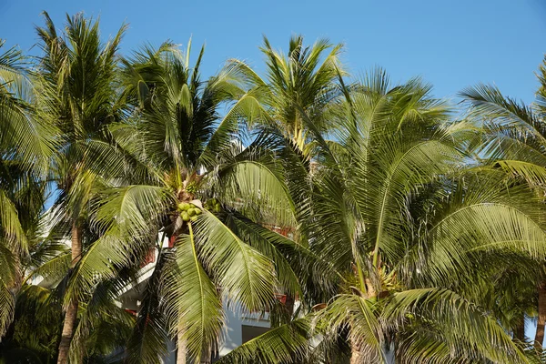 Palme contro il cielo blu — Foto Stock