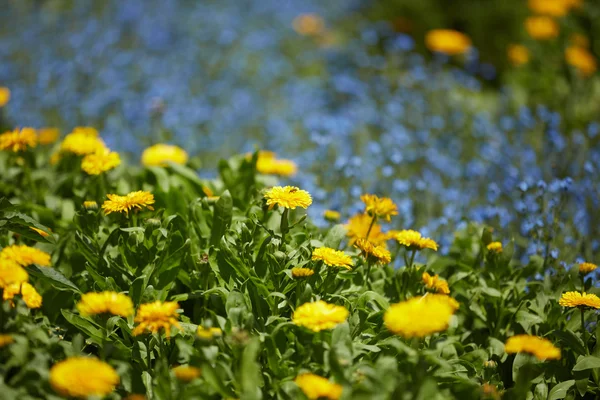 Flores prado amarelo no Vietnã — Fotografia de Stock