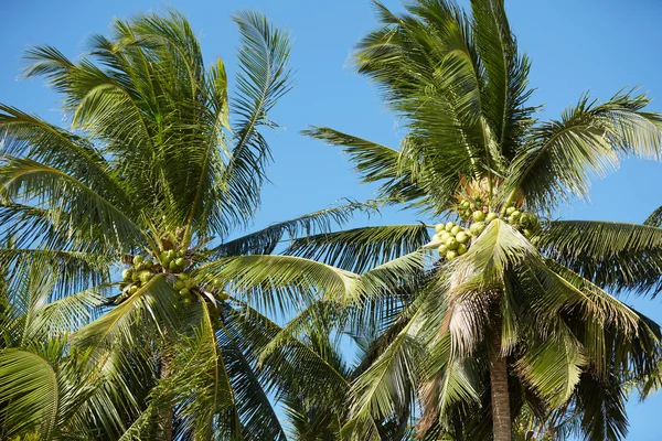 Palme contro il cielo blu — Foto Stock