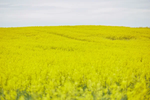 Campo di colza con fiori gialli — Foto Stock