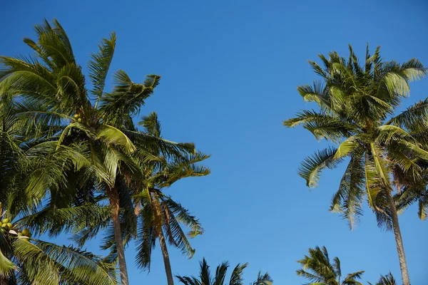 Palmeras contra el cielo azul — Foto de Stock