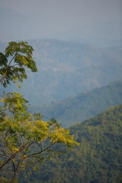 Деревья на горных склонах — стоковое фото