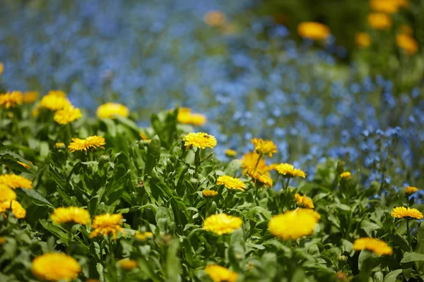 Flores prado amarelo no Vietnã — Fotografia de Stock