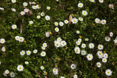 papatyalar İspanya çayırda