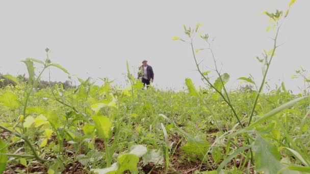 L'uomo cammina lentamente attraverso il campo di erba toglie cappello e onde Video Stock