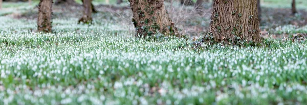 春シーズンのスノー ドロップの花でいっぱい森. — ストック写真