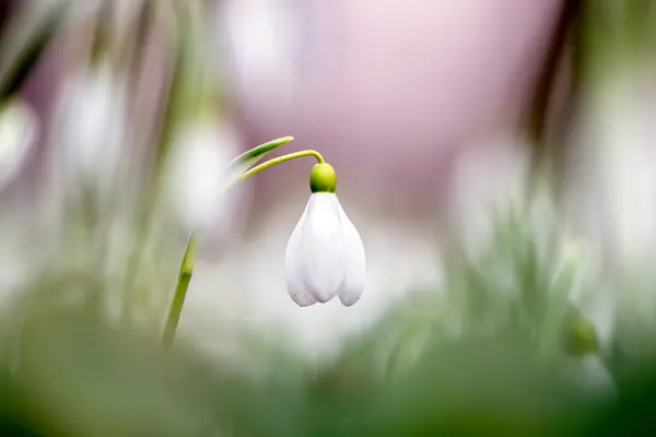 Snowdrops in the spring forest. — Stock Photo, Image