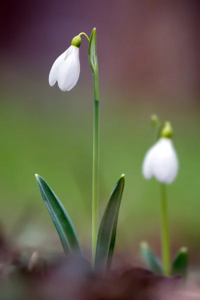 Snowdrops in the spring forest. — Stock Photo, Image