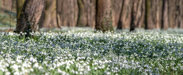 Forest full of snowdrop flowers in spring season. — Stock Photo, Image
