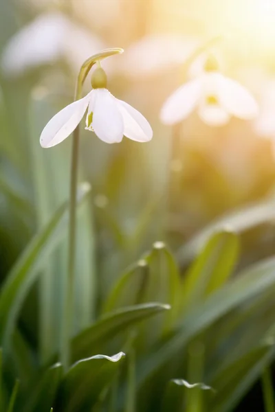 Snowdrops ανθισμένα σε ηλιόλουστη μέρα. Η άνοιξη έφτασε. Εικόνα Αρχείου