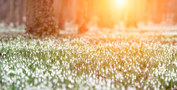 Les plný květy sněženek v jarní sezóně. Stock Fotografie