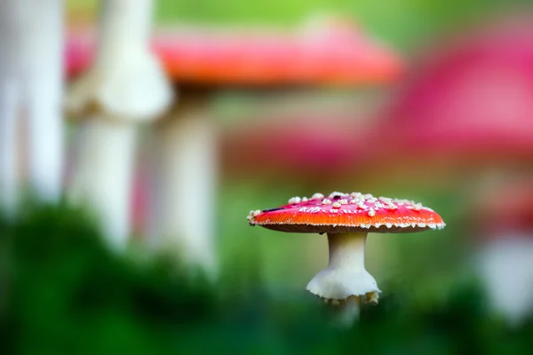 Amanita muscaria, um cogumelo venenoso em uma floresta. — Fotografia de Stock