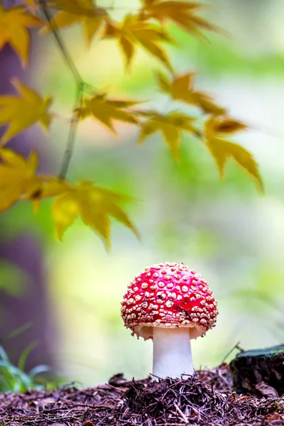 Amanita muscaria, een giftige paddenstoel in een bos. — Stockfoto